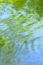 Trees reflecting in water