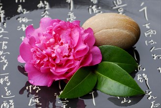 Camellia and stone, Japanese (Camellia japonica) characters