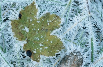 Sycamore maple leaf (Acer pseudoplatanus) and hoarfrost