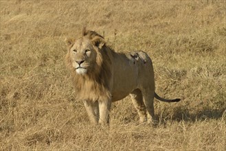 Lion (Panthera leo), with a mane, Ngorongoro, Serengeti, Tanzania, Africa