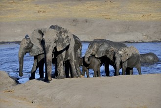 African bush elephants (Loxodonta africana), small herd after bathing in Somalisa waterhole, Hwange