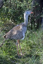 Red-legged seriema (Cariama cristata) in the breeding station of the Conservation Land Trust at the