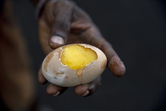 Egg of Melanesian Scrubfowl (Megapodius eremita), delicacy, Mount Tavurvur, Rabaul, East New