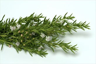 Summer savory (Satureja hortensis), also garden savory, true savory, pepperwort, family of the