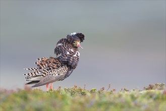 Ruff (Philomachus pugnax), male, courtshiping, North Norway, Varanger, Norway, Europe