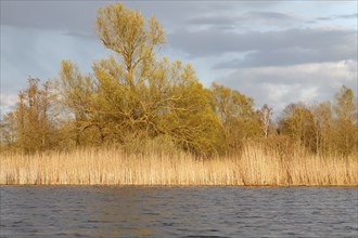 Willow trees in spring with reeds on the banks of the Peene River, Peene Valley River Landscape