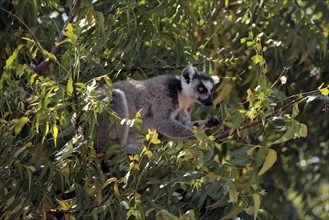 Ring-tailed Lemur (Lemur catta), Berenty Private Reserve, Madagascar, ring-tailed lemur, Berenty