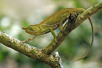 Chameleon (Furcifer balteatus), male, Magadascar, side