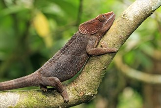 Short-horned Chameleon (Calumma brevicornis), male, Madagascar, Africa