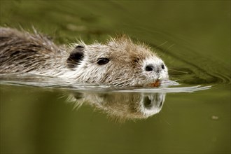 Nutria (Myocastor coypus)