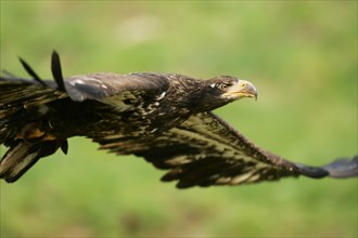 White-tailed eagle (Haliaeetus albicilla) youthful