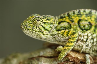 Jewel chameleon (Furcifer lateralis), male (Chamaeleo lateralis), side, Madagascar, Africa