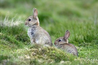 Young European Rabbits (Oryctolagus cuniculus), England