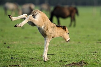 Dülmen wild horse, foal, Merfelder Bruch, Dülmen, North Rhine-Westphalia, knocking out, leaving,