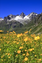 Tall buttercup ( Ranunculus acris) , Fünffingerstöck, 2994 m, Uri, Switzerland, Europe