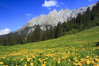 Dandelion ( Taraxacum officiale) , Cowflower, Rosenlaui Valley, Bernese Oberland, Switzerland,