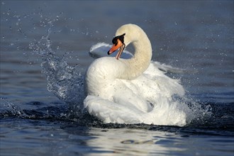 Mute swan (cygnus olor), Germany, Europe