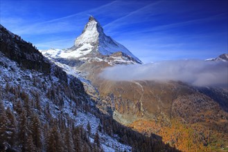 Larch forest , Larch, Matterhorn, Valais, Switzerland, Europe