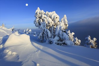 Snow-covered conifers, Bernese Alps, Bernese Oberland, Switzerland, Europe