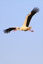 White stork ( Ciconia ciconia) , exempted, Oetwil am See, Zurich, Switzerland, Europe