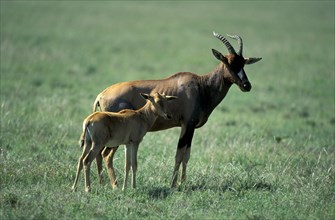 Topi, female with young, Serengeti National Park (Damaliscus lunatus korrigum), Tanzania, Africa