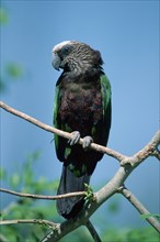 Hawk-headed Parrot (Deroptyus accipitrinus)