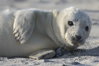 Grey seal, Dune Island Helgoland, Schleswig-Holstein, Germany, Europe