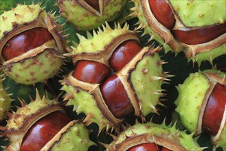 Horse chestnuts ( Aesculus hippocastanum) , Switzerland, Europe