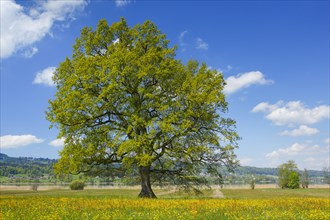 Oak, Zurich, Switzerland, Europe