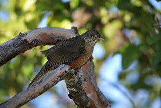 Rufous-Bellied Trush, Pantanal, Brazil (Turdus rufiventris)