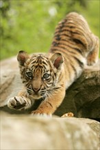 Sumatran tiger (Panthera tigris sumatrae), young