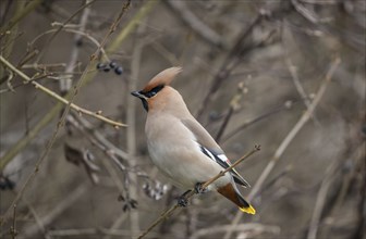 Bohemian Waxwing (Bombycilla garrulus), Austria, Europe