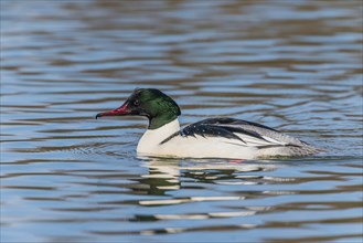 Common Merganser or Goosander (Mergus merganser), Austria, Europe