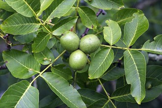 Walnut fruits on tree, Germany (Juglans regia)