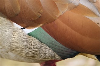 Egyptian goose (Alopochen aegyptiaca), feathers, detail, Bavaria, Germany Europe