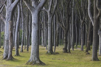 Beech trees, shaped by strong sea winds, at Ghost Wood, Gespensterwald along the Baltic Sea beach