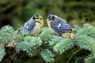 Two Blue tit (Parus caeruleus) fledglings chirping in tree