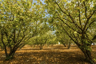 Hazelnut bushes in a hazelnut plantation near Varengo, Gabiano, Province of Alessandria,