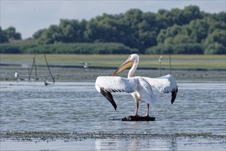 Pelican on the water of Lacul Isaccel, a lake in the Danube Delta. UNESCO Danube Delta Biosphere