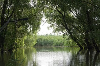 Dense bushes protect the birds on a side arm in the Danube Delta. UNESCO Danube Delta Biosphere