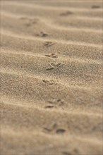 Animal track of a bird on the beach "Platja del Fangar", coast, nature reserve, ebro delta,