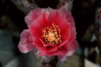 Nopale (Opuntia), Arizona, USA, North America