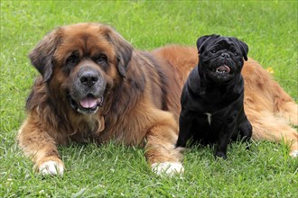 Germanic Bear Dog and Pug, Germanic Bear Dog