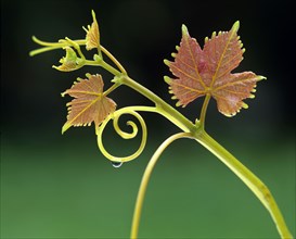 Wine, leaf and vine (Vitis vinifera)