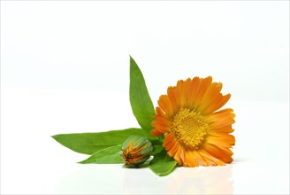 Garden Marigold (Calendula officinalis)