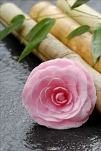 Camellia (Camellia japonica) and bamboo cane, bamboo