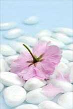 Japanese ornamentcherry (Prunus), flower and stones in water