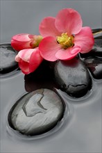 Chaenomeles japonica (Chaenomeles japonica) flowers and stones in water