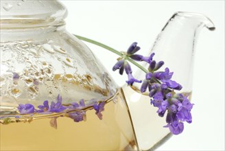 Pot of lavender tea (Lavandula angustifolia)