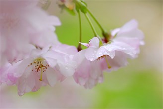 Japanese (Prunus sargentii) decorative cherry